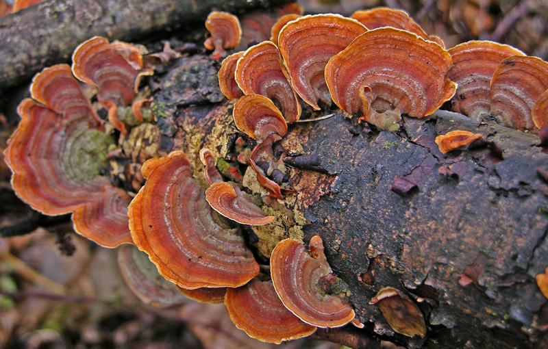 Avete voglia di funghi di oggi....guardate questo post.